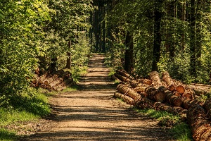 Avis de travaux forestiers secteur Lac Sauvage