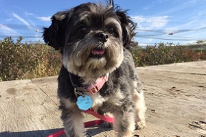 Licences de chien – fonctionnement modifié