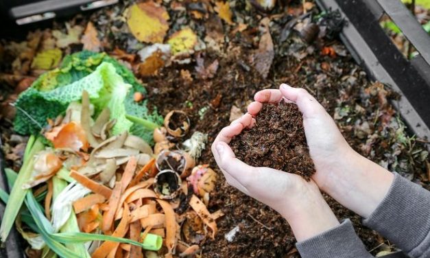 Notre traditionnelle distribution d’arbres et de compost s’en vient à grands pas !