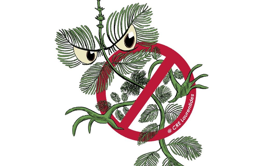 Plante envahissante, attention !