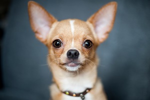 Contrôleurs canin : visite à domicile