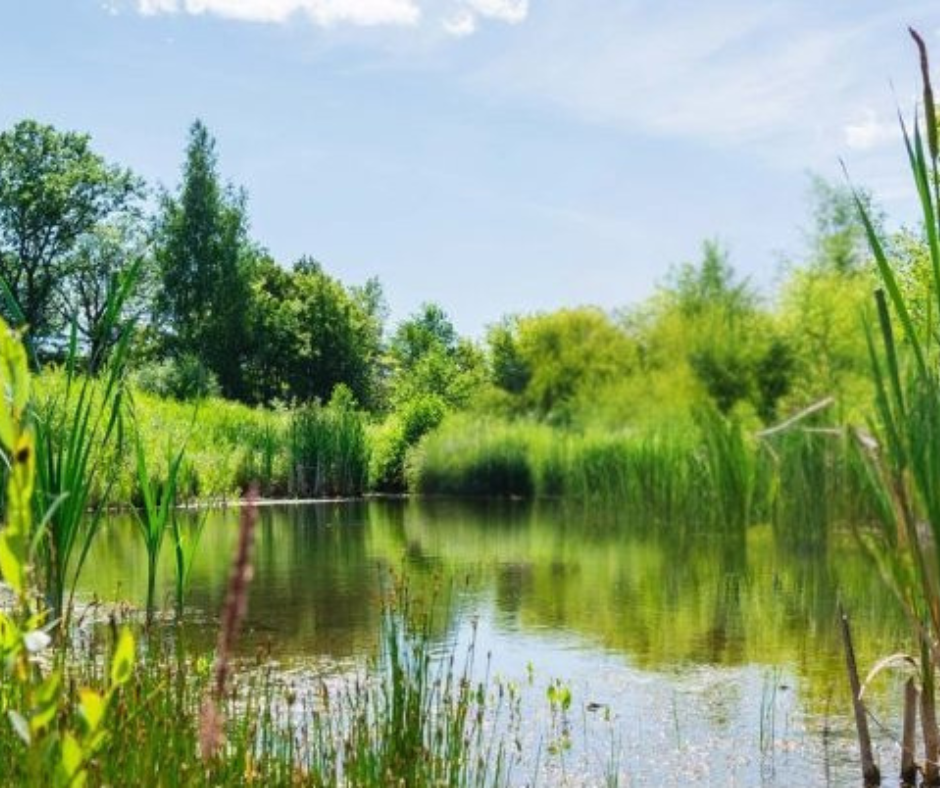 Végétation riveraine