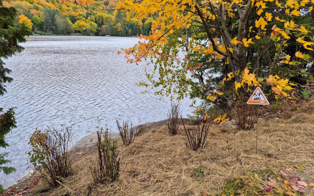 De nouvelles plantations au bénéfice de nos lacs et de notre air